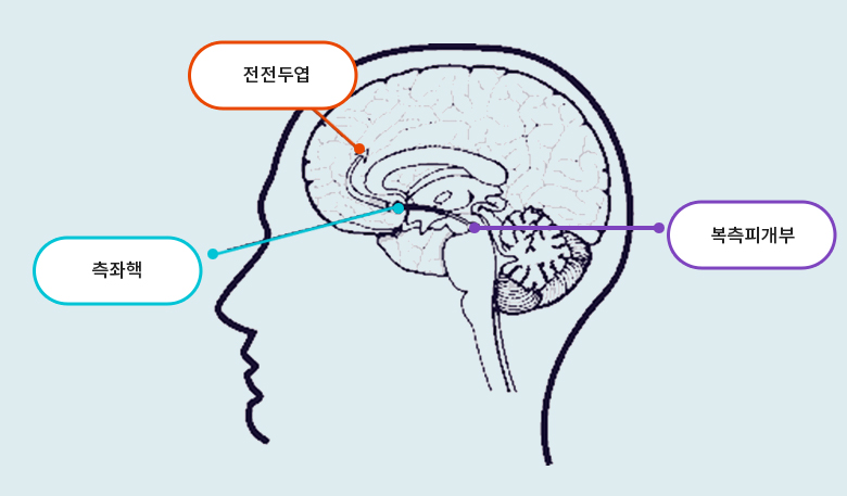 보상계(reward system)의 구조와 명칭- 보상계(reward system)의 구조와 명칭 - prefrontal cortex ,  nucleus accumbens , ventral tegmental area 